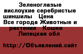 Зеленоглазые вислоухие серебристые шиншилы › Цена ­ 20 000 - Все города Животные и растения » Кошки   . Липецкая обл.